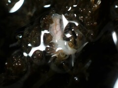 Coryphellina albomarginata