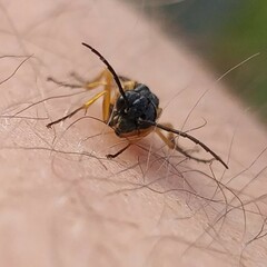 Apethymus filiformis