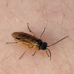 Apethymus filiformis