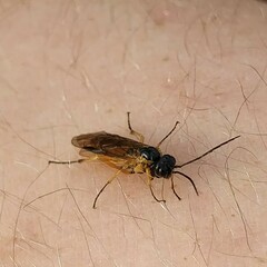 Apethymus filiformis