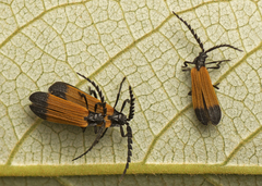 Synchonnus clientulus