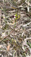 Caladenia dilatata