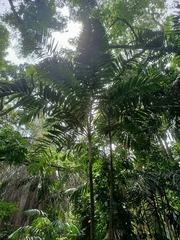 Pinanga