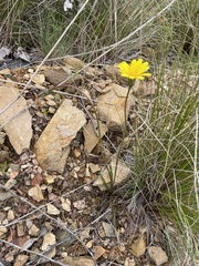 Microseris lanceolata