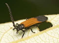 Synchonnus clientulus