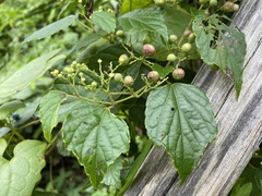 Ampelopsis glandulosa hancei