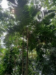 Pinanga
