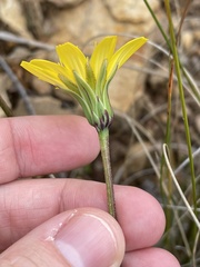 Microseris lanceolata