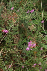 Erica ciliaris