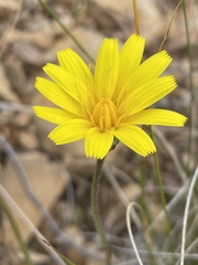 Microseris lanceolata