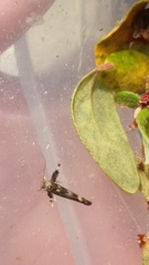 Stathmopoda