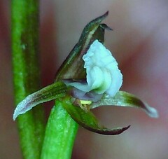 Prasophyllum brevilabre