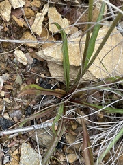 Microseris lanceolata