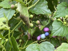 Ampelopsis glandulosa hancei