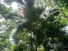 Pinanga