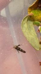 Stathmopoda