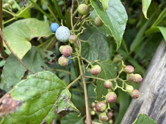 Ampelopsis glandulosa hancei