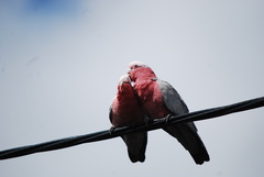 Eolophus roseicapilla