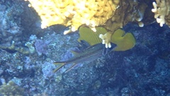 Neoniphon sammara