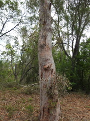 Angophora leiocarpa