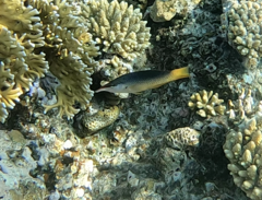 Gomphosus klunzingeri