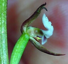 Prasophyllum brevilabre