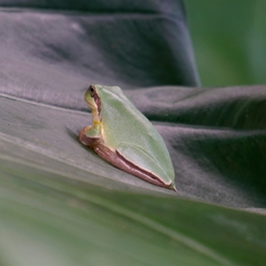 Hyla chinensis