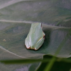 Hyla chinensis