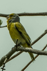 Serinus canicollis