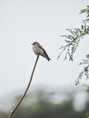 Muscicapa griseisticta