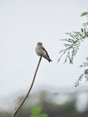 Muscicapa griseisticta