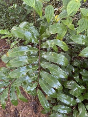 Hedychium