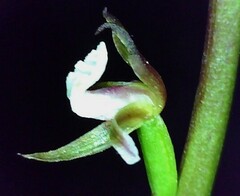 Prasophyllum brevilabre