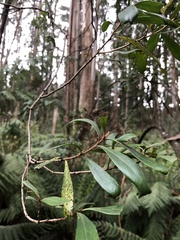Persoonia arborea
