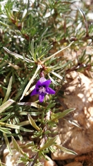 Aptosimum tragacanthoides