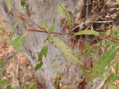 Angophora leiocarpa