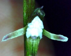 Prasophyllum brevilabre