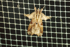 Callopistria floridensis