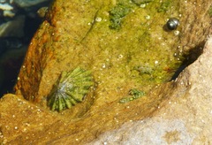 Scutellastra barbara