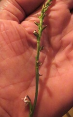 Prasophyllum brevilabre