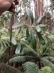 Persoonia arborea