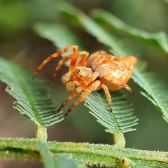 Salsa brisbanae