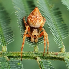 Salsa brisbanae