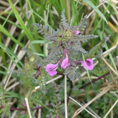 Pedicularis sylvatica