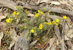 Hibbertia crinita