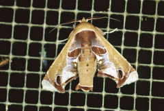 Eutelia pulcherrimus