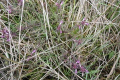 Pedicularis sylvatica