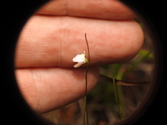 Utricularia lateriflora