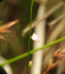 Utricularia lateriflora