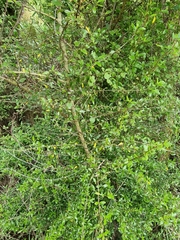 Coprosma ×cunninghamii